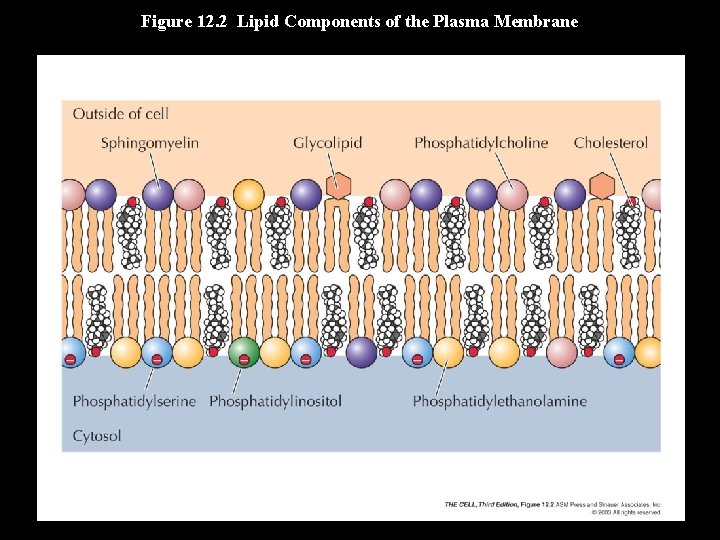 Figure 12. 2 Lipid Components of the Plasma Membrane 