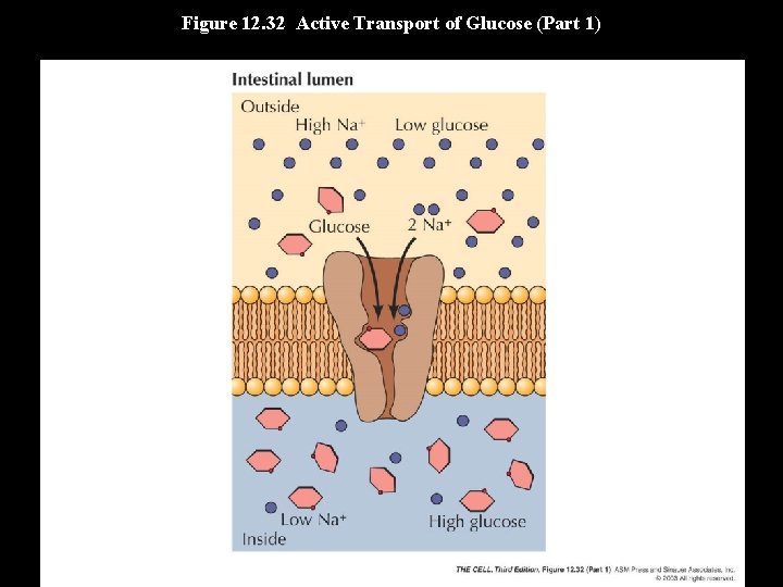 Figure 12. 32 Active Transport of Glucose (Part 1) 