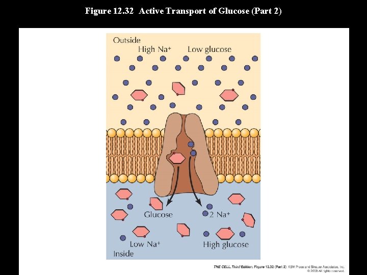 Figure 12. 32 Active Transport of Glucose (Part 2) 