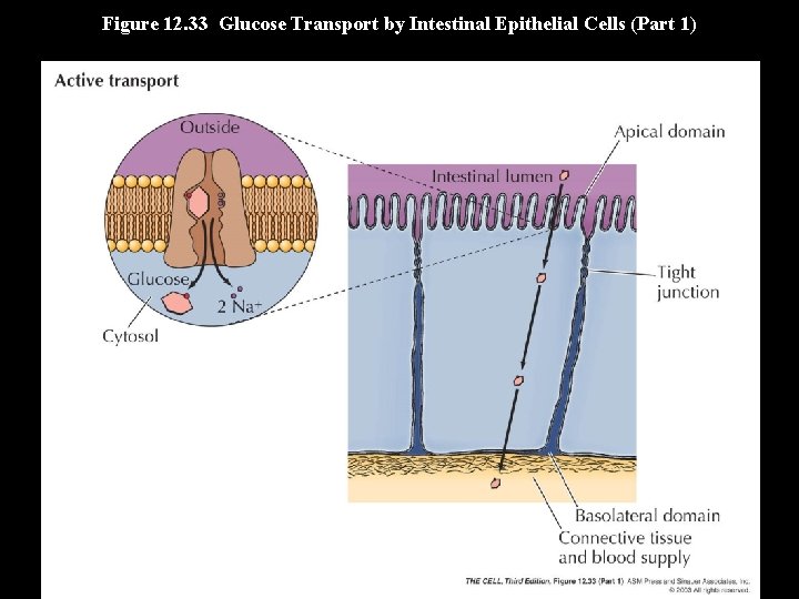 Figure 12. 33 Glucose Transport by Intestinal Epithelial Cells (Part 1) 