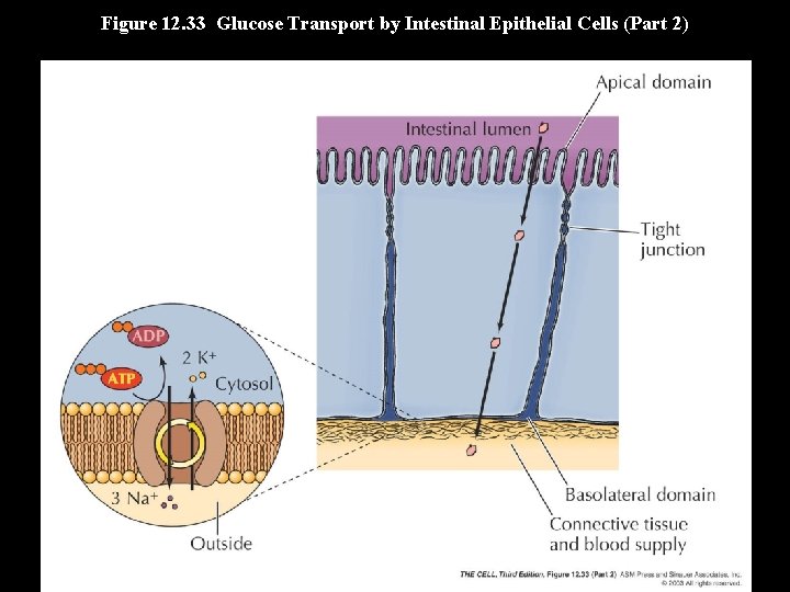 Figure 12. 33 Glucose Transport by Intestinal Epithelial Cells (Part 2) 