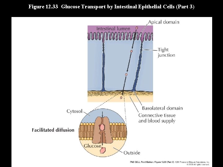 Figure 12. 33 Glucose Transport by Intestinal Epithelial Cells (Part 3) 