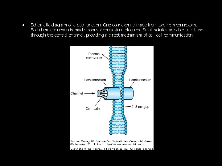  • Schematic diagram of a gap junction. One connexon is made from two