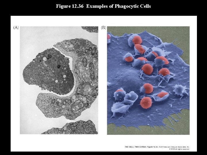 Figure 12. 36 Examples of Phagocytic Cells 