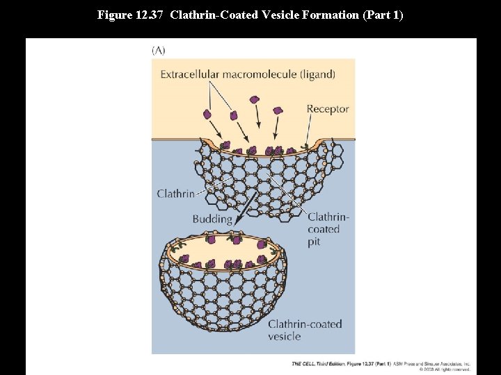 Figure 12. 37 Clathrin-Coated Vesicle Formation (Part 1) 