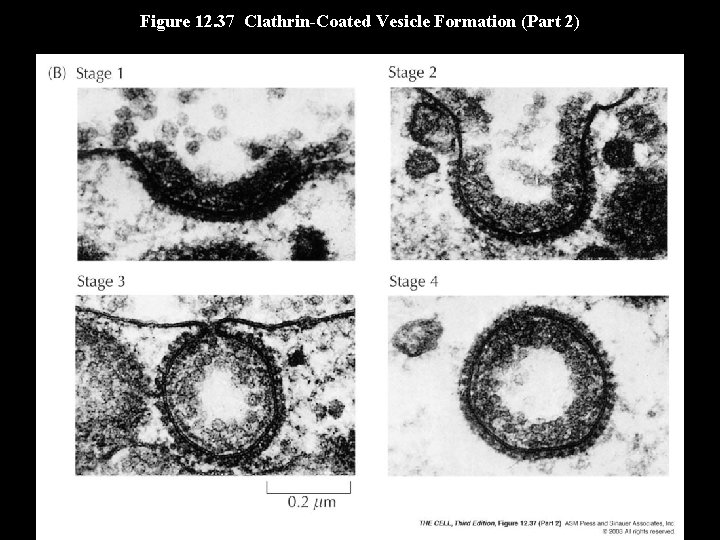 Figure 12. 37 Clathrin-Coated Vesicle Formation (Part 2) 