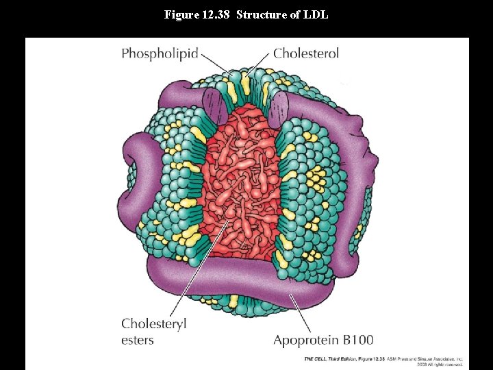 Figure 12. 38 Structure of LDL 