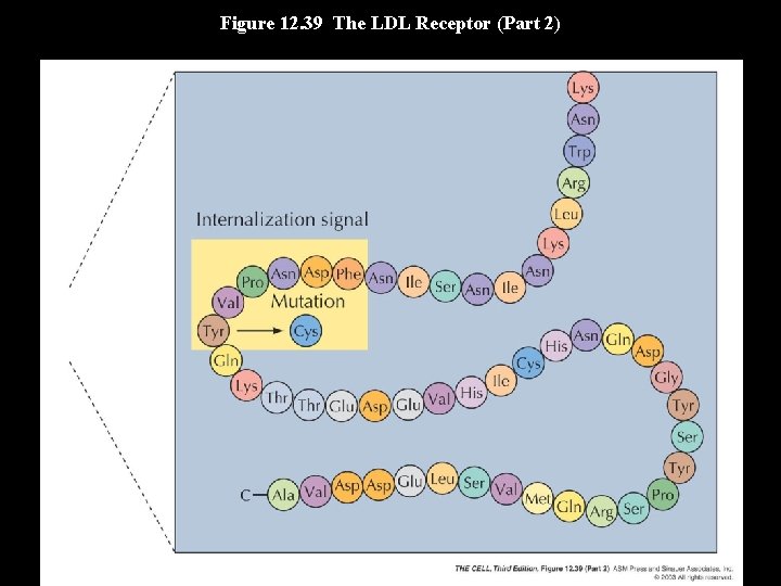 Figure 12. 39 The LDL Receptor (Part 2) 