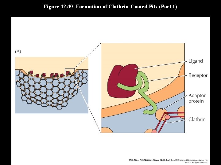 Figure 12. 40 Formation of Clathrin-Coated Pits (Part 1) 