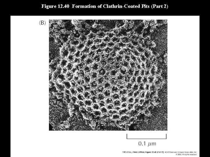 Figure 12. 40 Formation of Clathrin-Coated Pits (Part 2) 