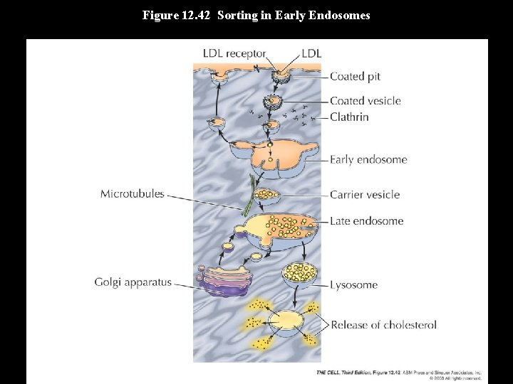 Figure 12. 42 Sorting in Early Endosomes 