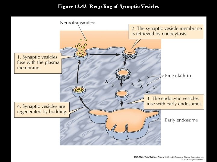 Figure 12. 43 Recycling of Synaptic Vesicles 