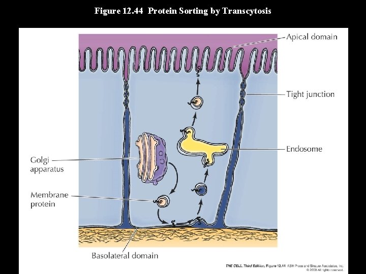Figure 12. 44 Protein Sorting by Transcytosis 