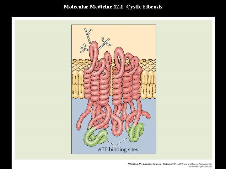 Molecular Medicine 12. 1 Cystic Fibrosis 