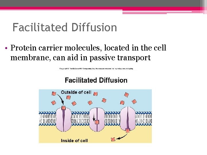 Facilitated Diffusion • Protein carrier molecules, located in the cell membrane, can aid in