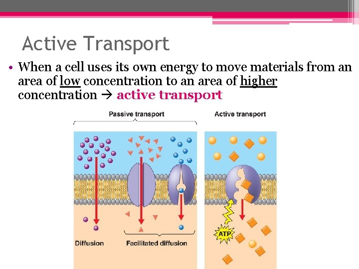 Active Transport • When a cell uses its own energy to move materials from