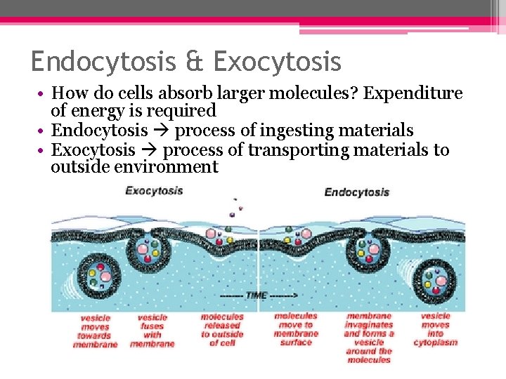 Endocytosis & Exocytosis • How do cells absorb larger molecules? Expenditure of energy is