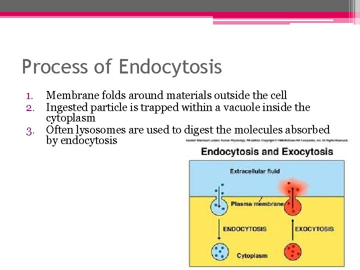 Process of Endocytosis 1. Membrane folds around materials outside the cell 2. Ingested particle