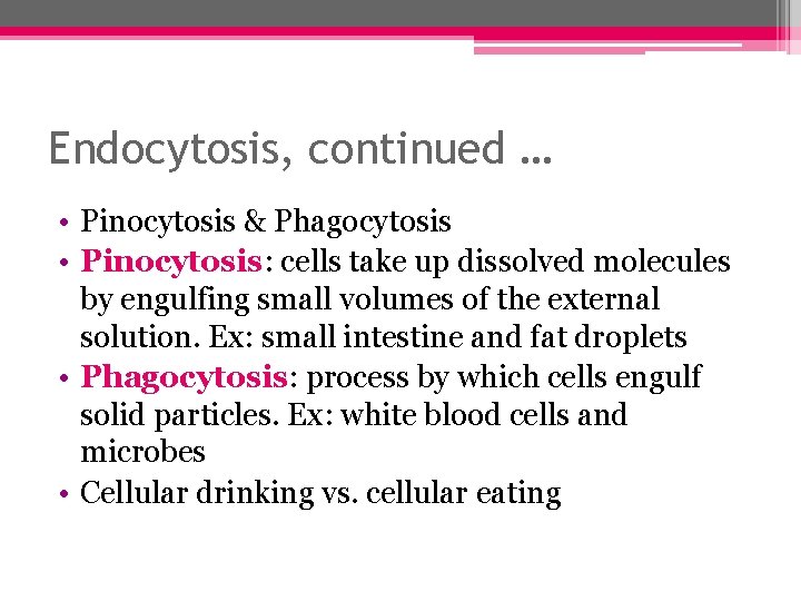 Endocytosis, continued … • Pinocytosis & Phagocytosis • Pinocytosis: cells take up dissolved molecules