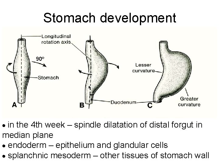 Stomach development 90º in the 4 th week – spindle dilatation of distal forgut