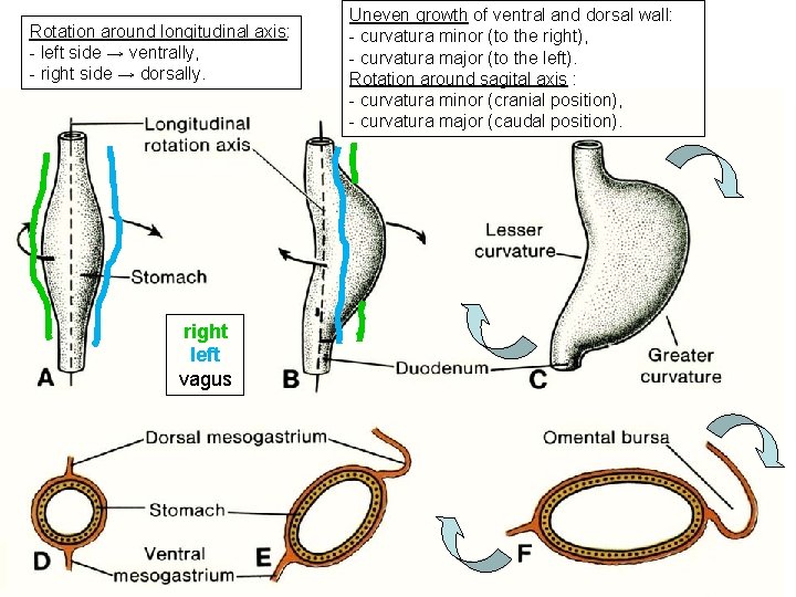 Rotation around longitudinal axis: - left side → ventrally, - right side → dorsally.