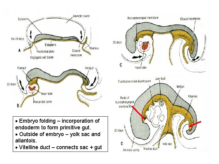  Embryo folding – incorporation of endoderm to form primitive gut. Outside of embryo