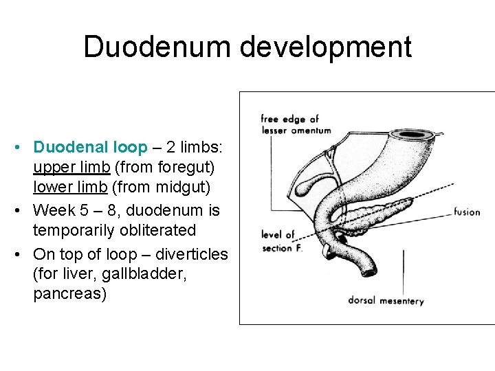 Duodenum development • Duodenal loop – 2 limbs: upper limb (from foregut) lower limb