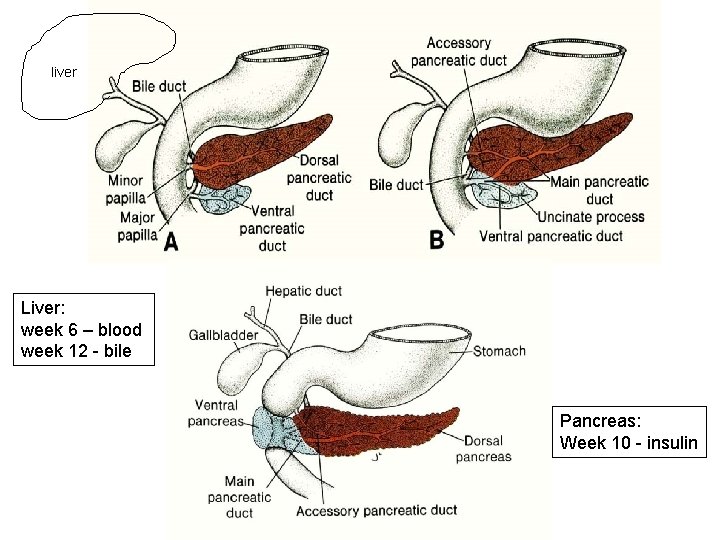 liver Liver: week 6 – blood week 12 - bile Pancreas: Week 10 -