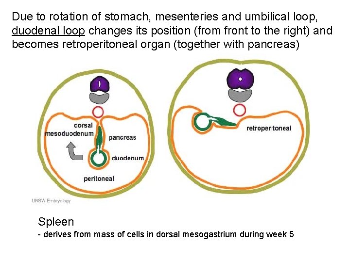 Due to rotation of stomach, mesenteries and umbilical loop, duodenal loop changes its position