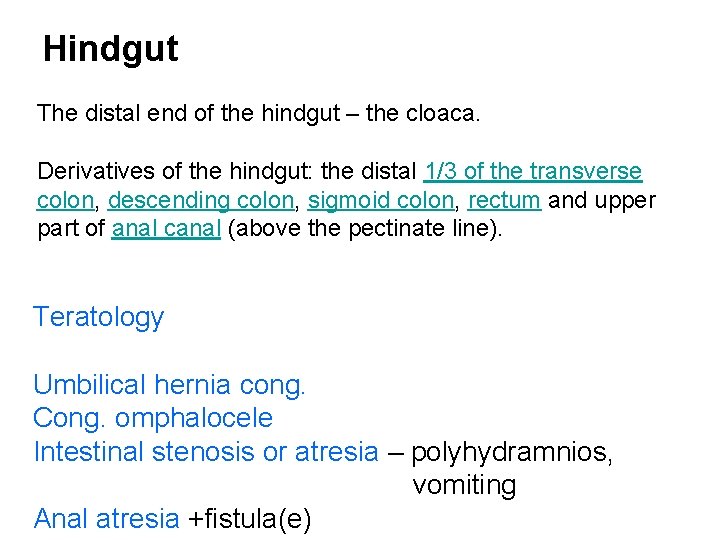 Hindgut The distal end of the hindgut – the cloaca. Derivatives of the hindgut: