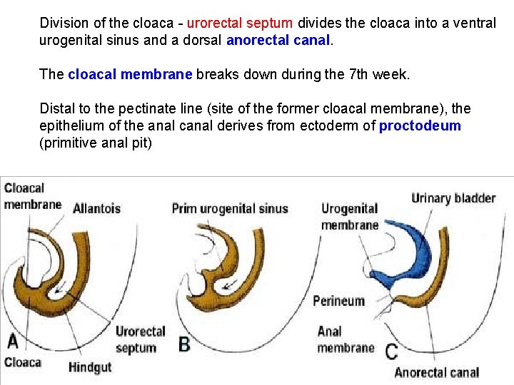 Division of the cloaca - urorectal septum divides the cloaca into a ventral urogenital