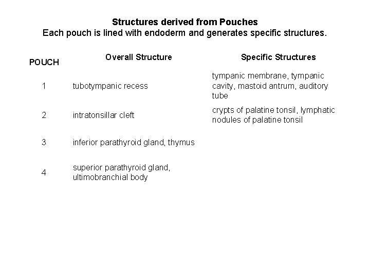 Structures derived from Pouches Each pouch is lined with endoderm and generates specific structures.