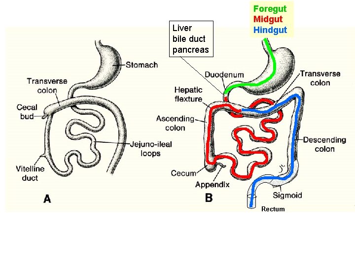 Liver bile duct pancreas Foregut Midgut Hindgut Rectum 