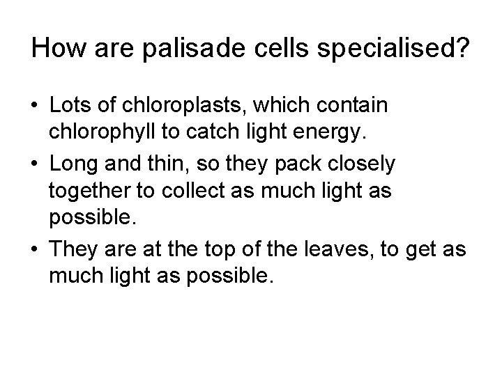 How are palisade cells specialised? • Lots of chloroplasts, which contain chlorophyll to catch