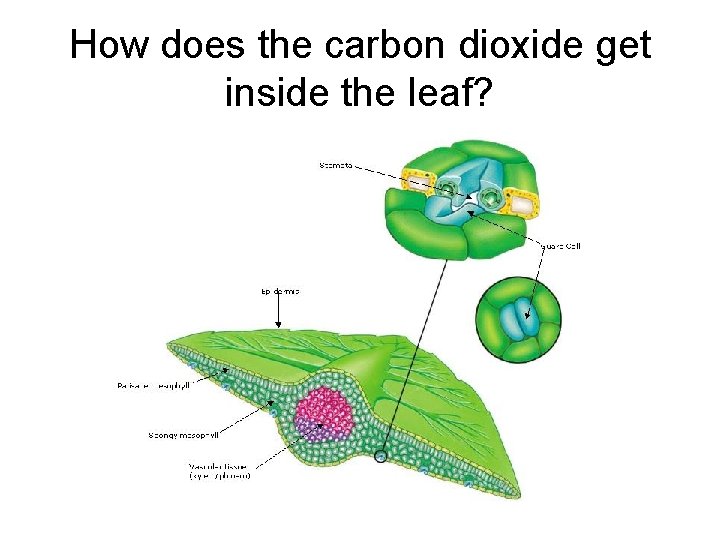 How does the carbon dioxide get inside the leaf? 