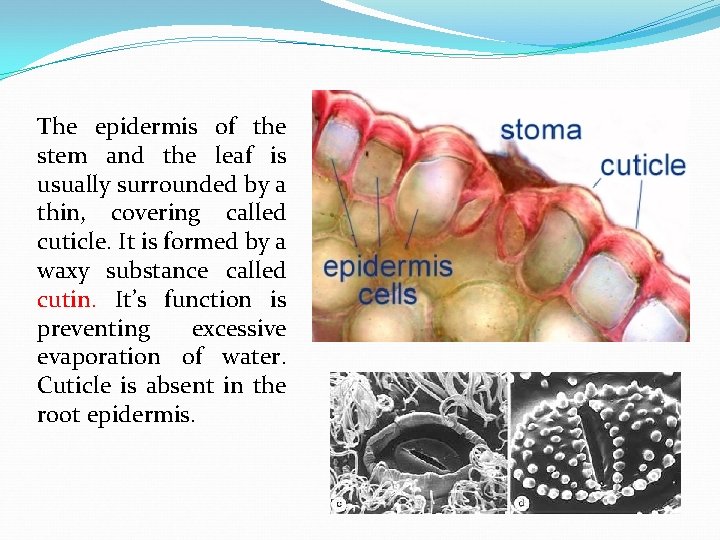 The epidermis of the stem and the leaf is usually surrounded by a thin,