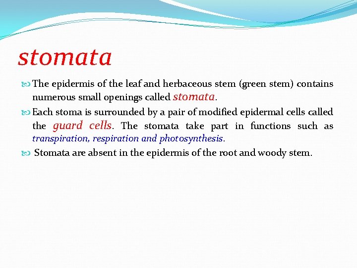 stomata The epidermis of the leaf and herbaceous stem (green stem) contains numerous small