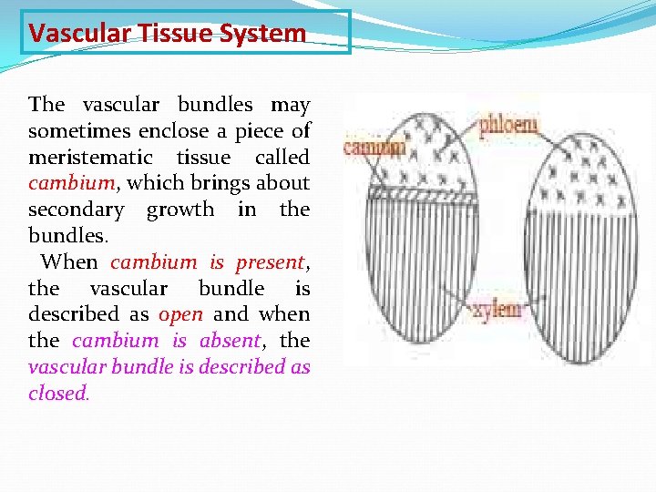 Vascular Tissue System The vascular bundles may sometimes enclose a piece of meristematic tissue