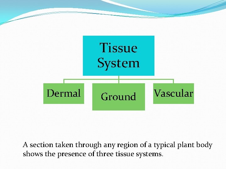 Tissue System Dermal Ground Vascular A section taken through any region of a typical