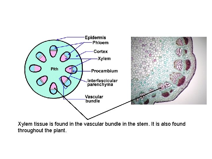 Xylem tissue is found in the vascular bundle in the stem. It is also