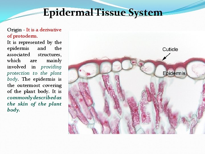 Epidermal Tissue System Origin - It is a derivative of protoderm. It is represented