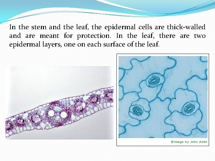 In the stem and the leaf, the epidermal cells are thick-walled and are meant