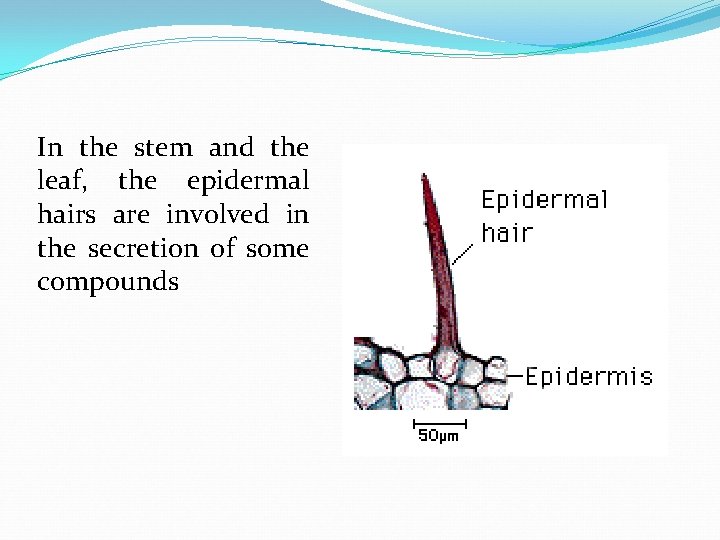 In the stem and the leaf, the epidermal hairs are involved in the secretion