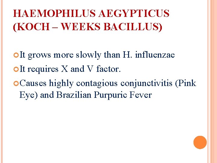 HAEMOPHILUS AEGYPTICUS (KOCH – WEEKS BACILLUS) It grows more slowly than H. influenzae It