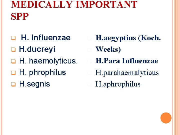 MEDICALLY IMPORTANT SPP q q q H. Influenzae H. ducreyi H. haemolyticus. H. phrophilus