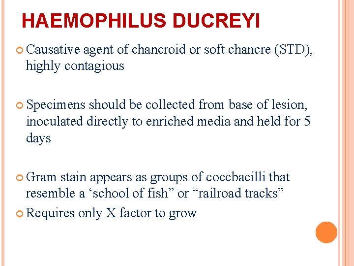 HAEMOPHILUS DUCREYI Causative agent of chancroid or soft chancre (STD), highly contagious Specimens should