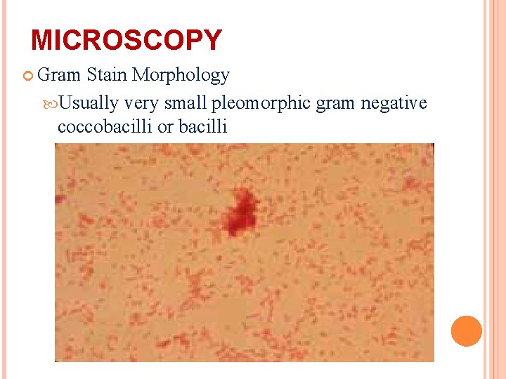 MICROSCOPY Gram Stain Morphology Usually very small pleomorphic gram negative coccobacilli or bacilli 