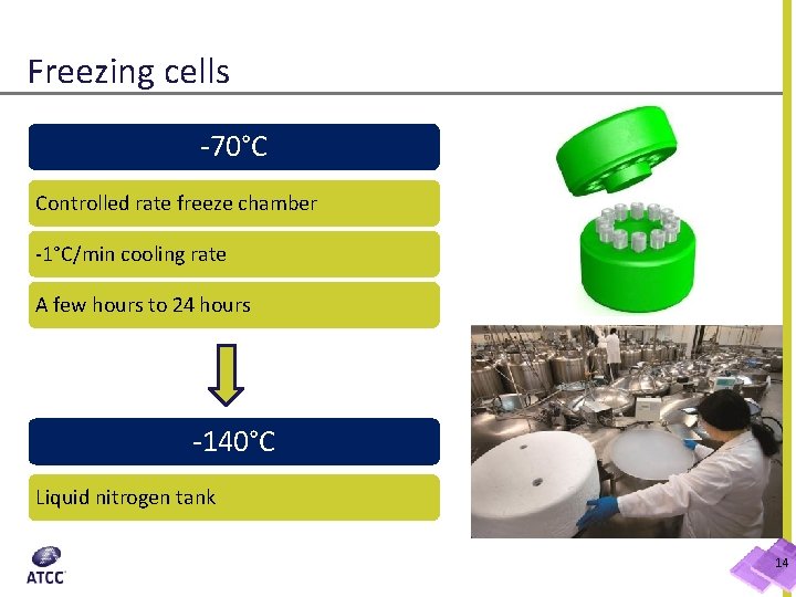 Freezing cells -70°C Controlled rate freeze chamber -1°C/min cooling rate A few hours to