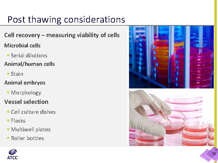 Post thawing considerations Cell recovery – measuring viability of cells Microbial cells § Serial
