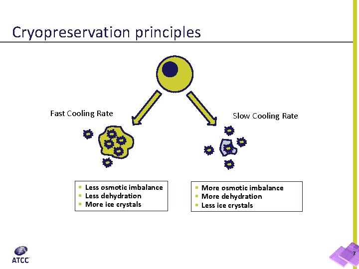 Cryopreservation principles Fast Cooling Rate § Less osmotic imbalance § Less dehydration § More